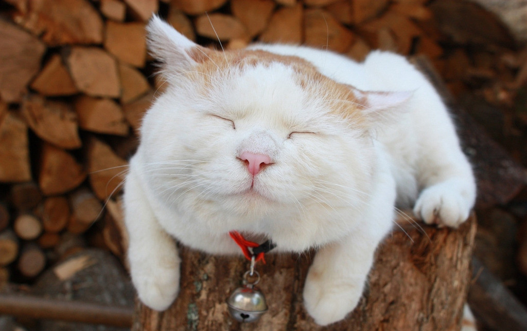 渴望猫粮适合什么样的猫咪吃,适合拉软便猫咪的猫粮