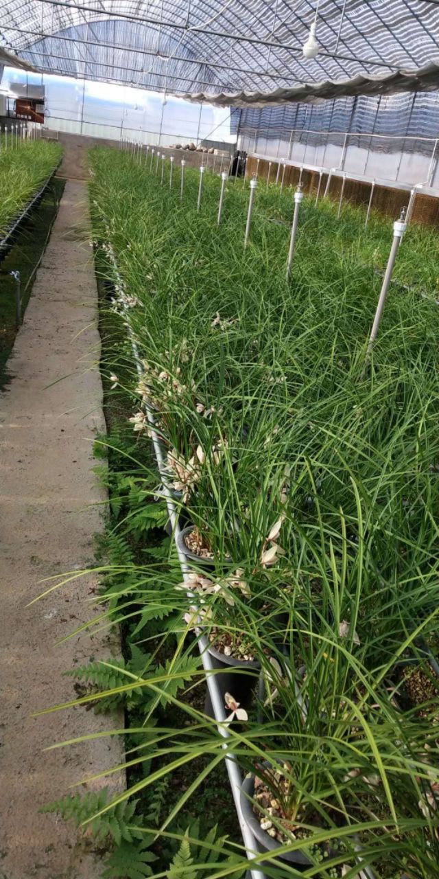 2023莲瓣兰心心相印什么价格,2020年莲瓣兰心心相印价格