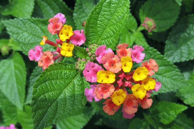 绿萝有毒长寿花有毒吗,绿萝有毒吗什么花有毒