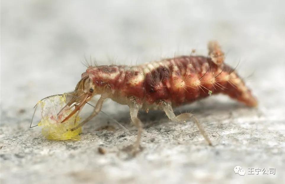 玉米上的虫害打什么药,玉米虫害防治口诀谚语