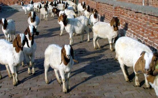 羊吃塑料袋什么症状怎么治,羊吃塑料袋最佳解决方法