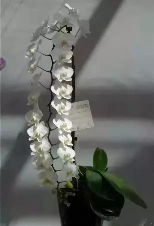 极品中的精品兰花,带你回忆天价兰花蕙兰篇