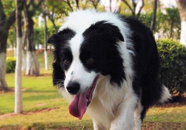 边境牧羊犬掉毛了怎么办,边境牧羊犬毛怎么打理