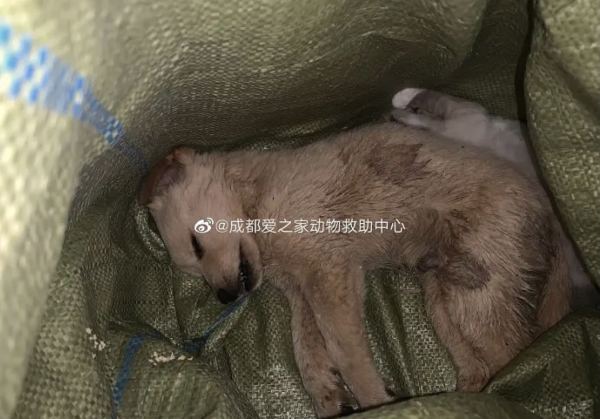 “宠物盲盒”再次隐秘上架：血染的快递，是宠爱还是*杀虐**