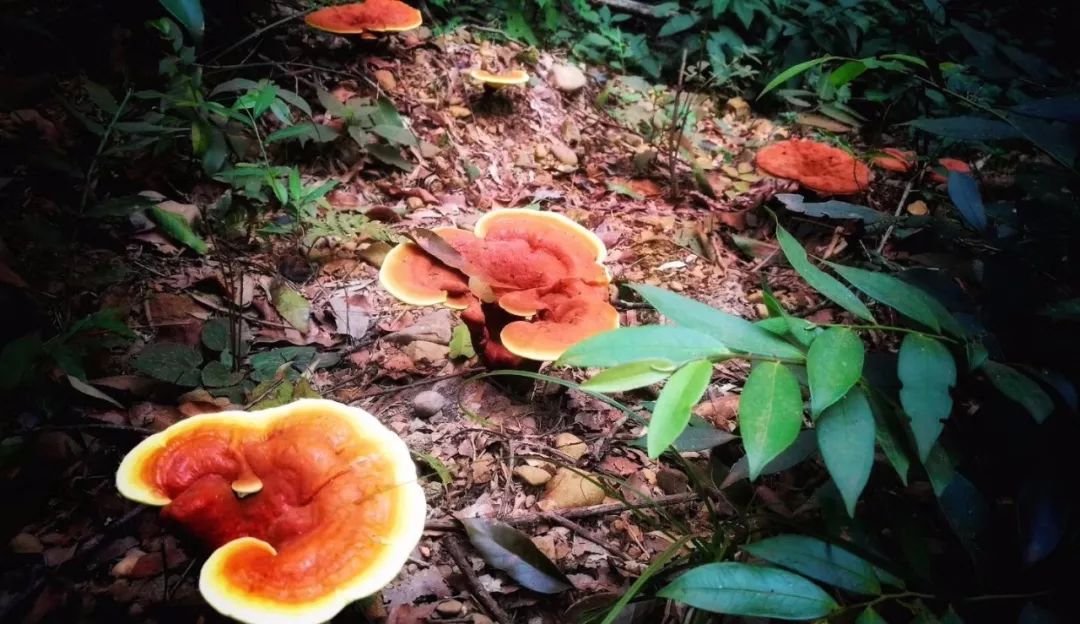 山西瑞芝灵芝菌丝粉,灵芝菌丝粉哪里买得到呢