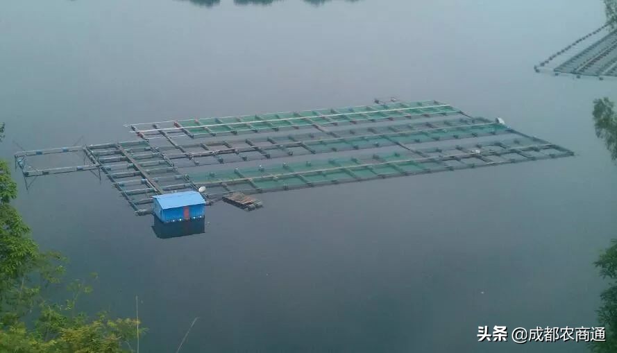 河南适合养殖哪种甲鱼,甲鱼的养殖方法