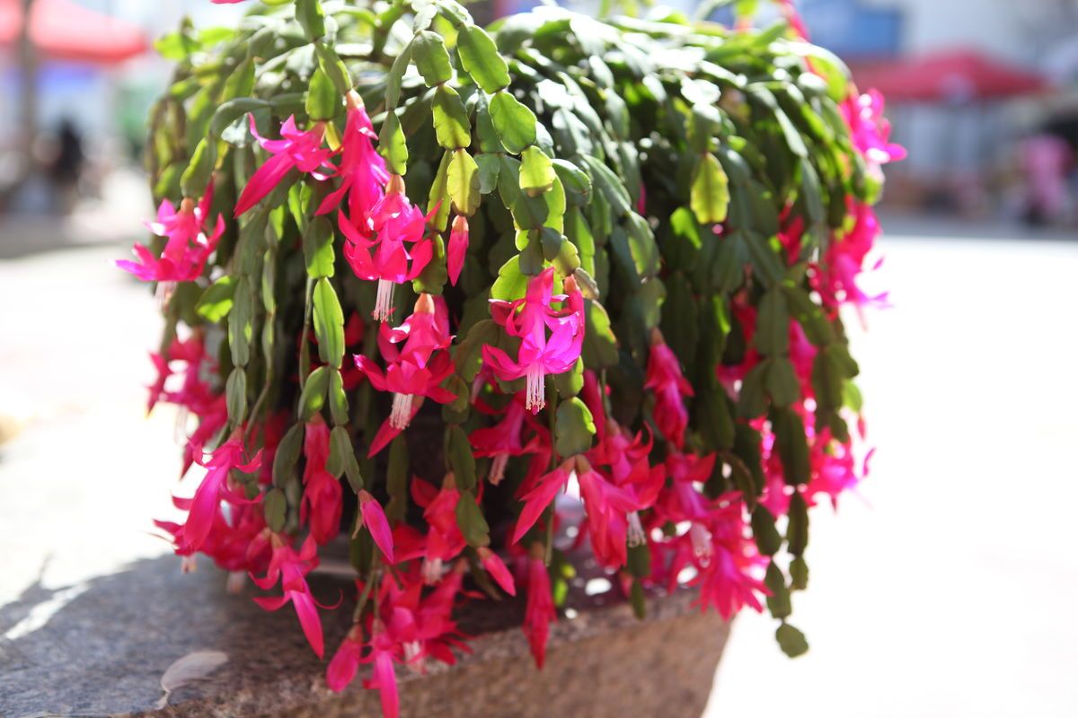 蟹爪兰叶片发黄怎么回事,蟹爪兰叶子发黑发蔫变软如何处理