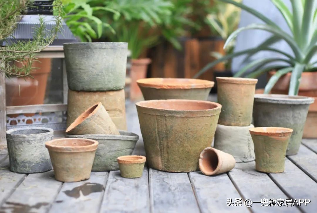 开花植物店铺推荐,适合店铺开花植物