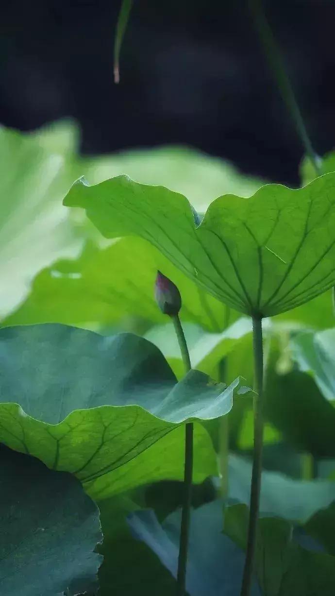 中国著名赏荷胜地,中国最著名的十大赏荷地