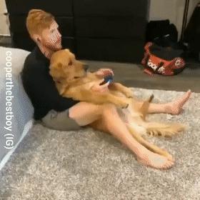 养什么狗好不爱叫,养什么狗不拆家不生病