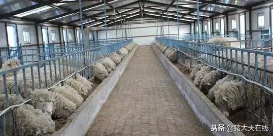 圈养的羊容易生病,圈养羊的喂养方法