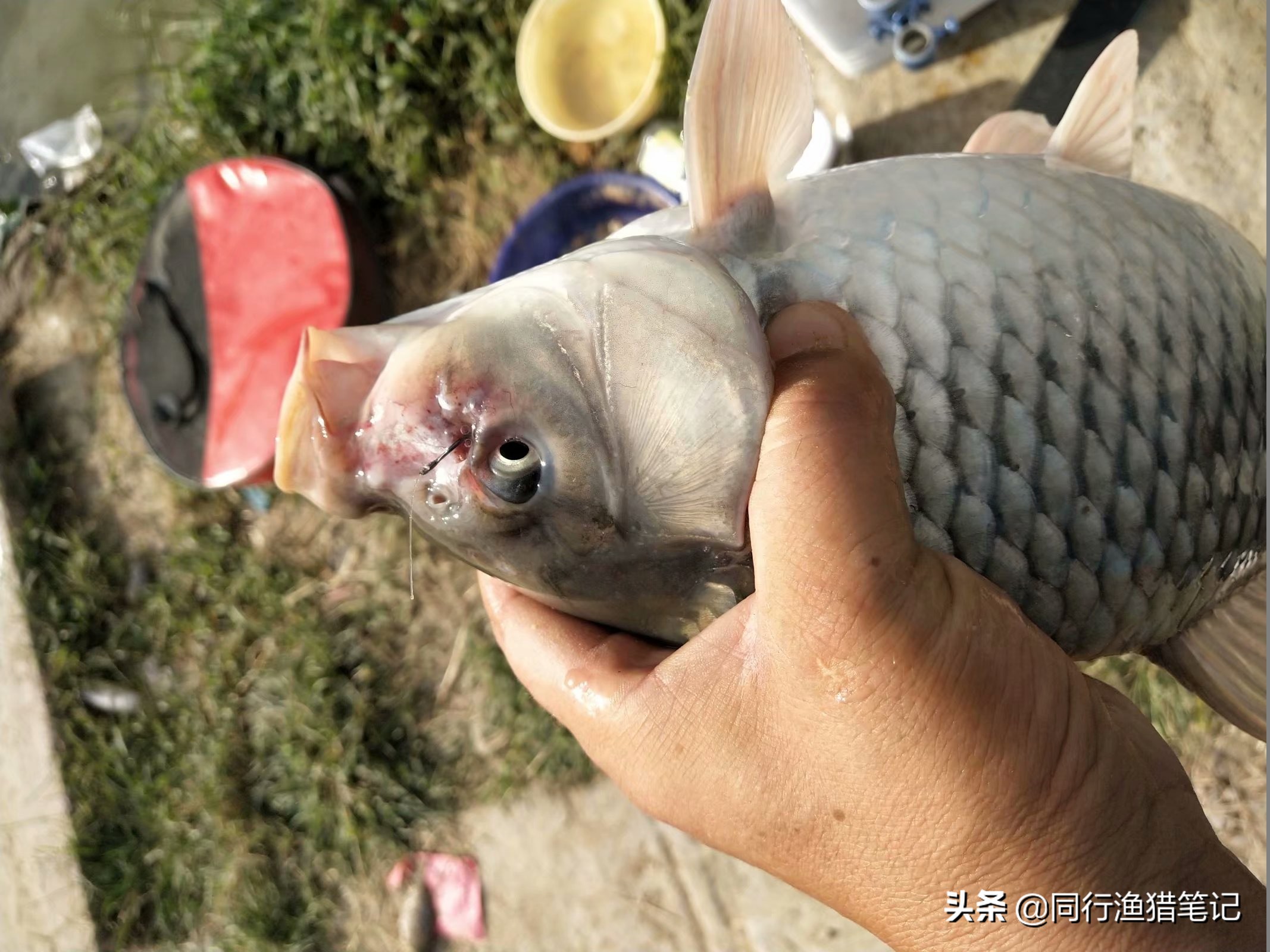 鱼有红血丝怎么治,鱼身上出现红血斑怎么办图片