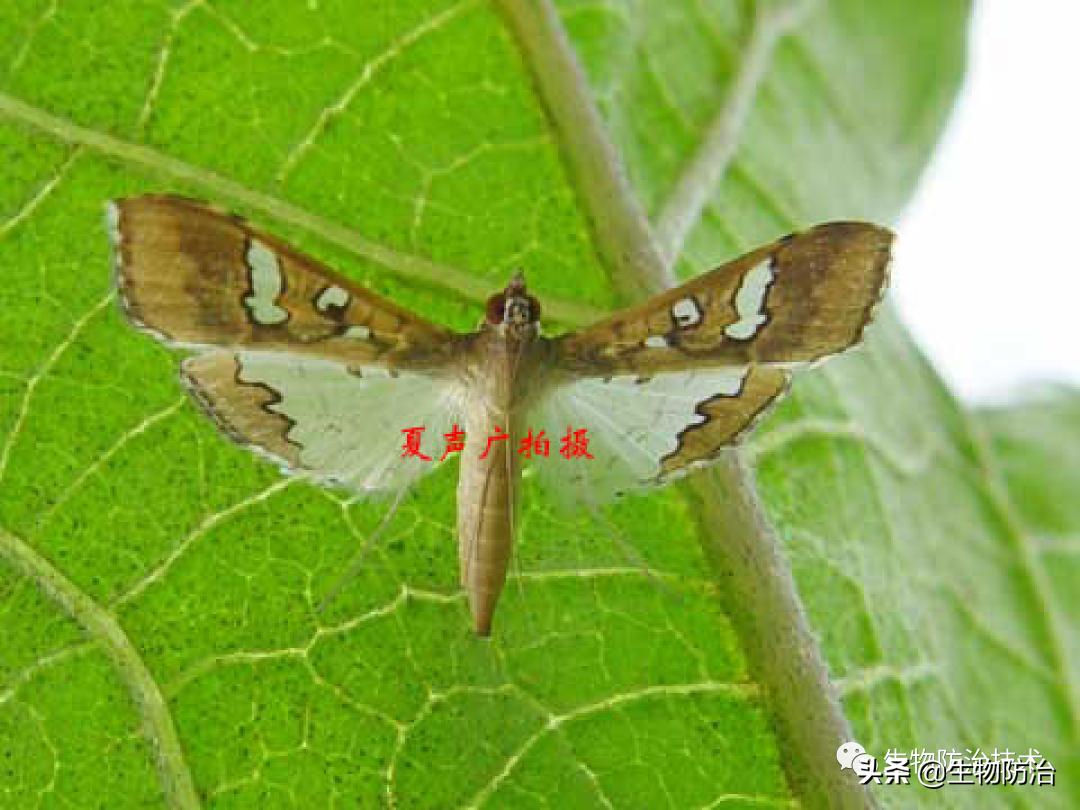 蛀干害虫是钻蛀害虫吗,果树枝干钻蛀害虫图片