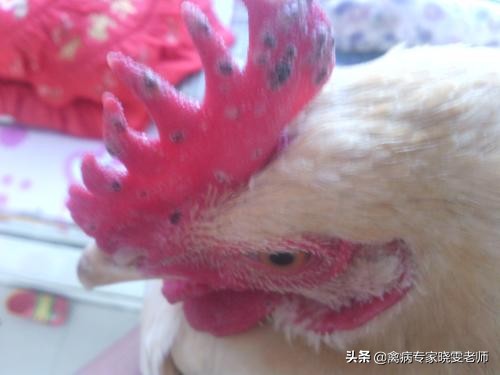 鸡痘怎么治才能彻底好,治鸡痘最好的方法