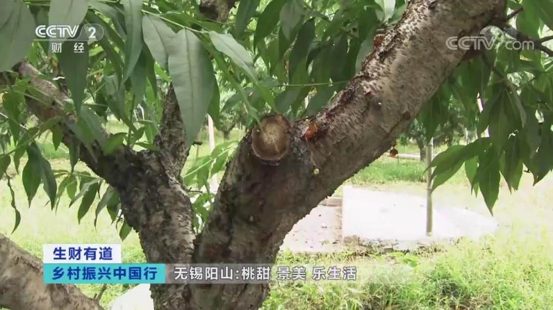 桃胶桃花泪饮品,桃胶桃花泪