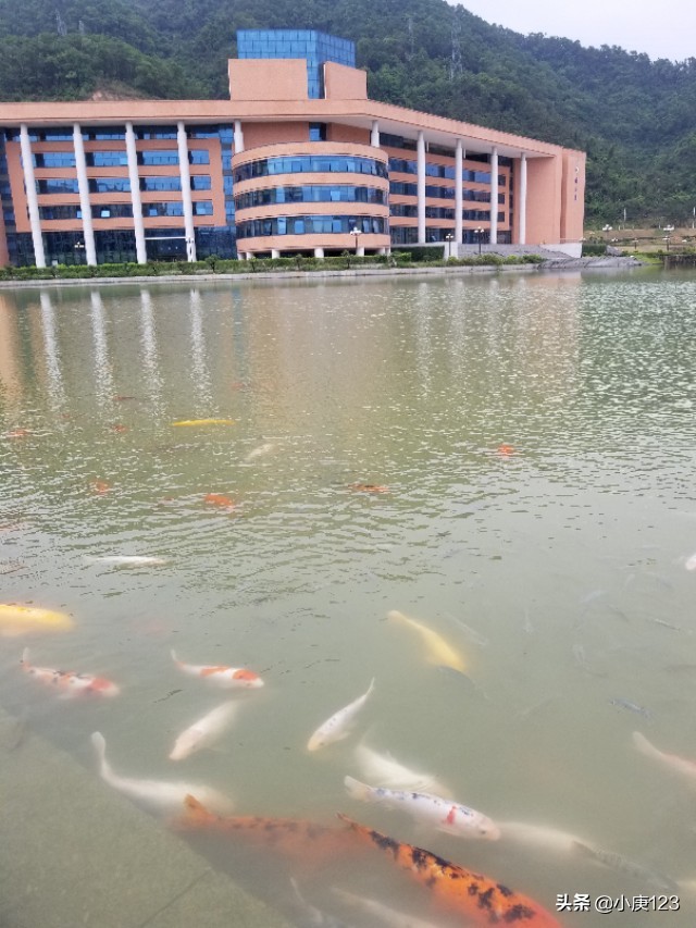 我眼中的岭南师范与广药大。