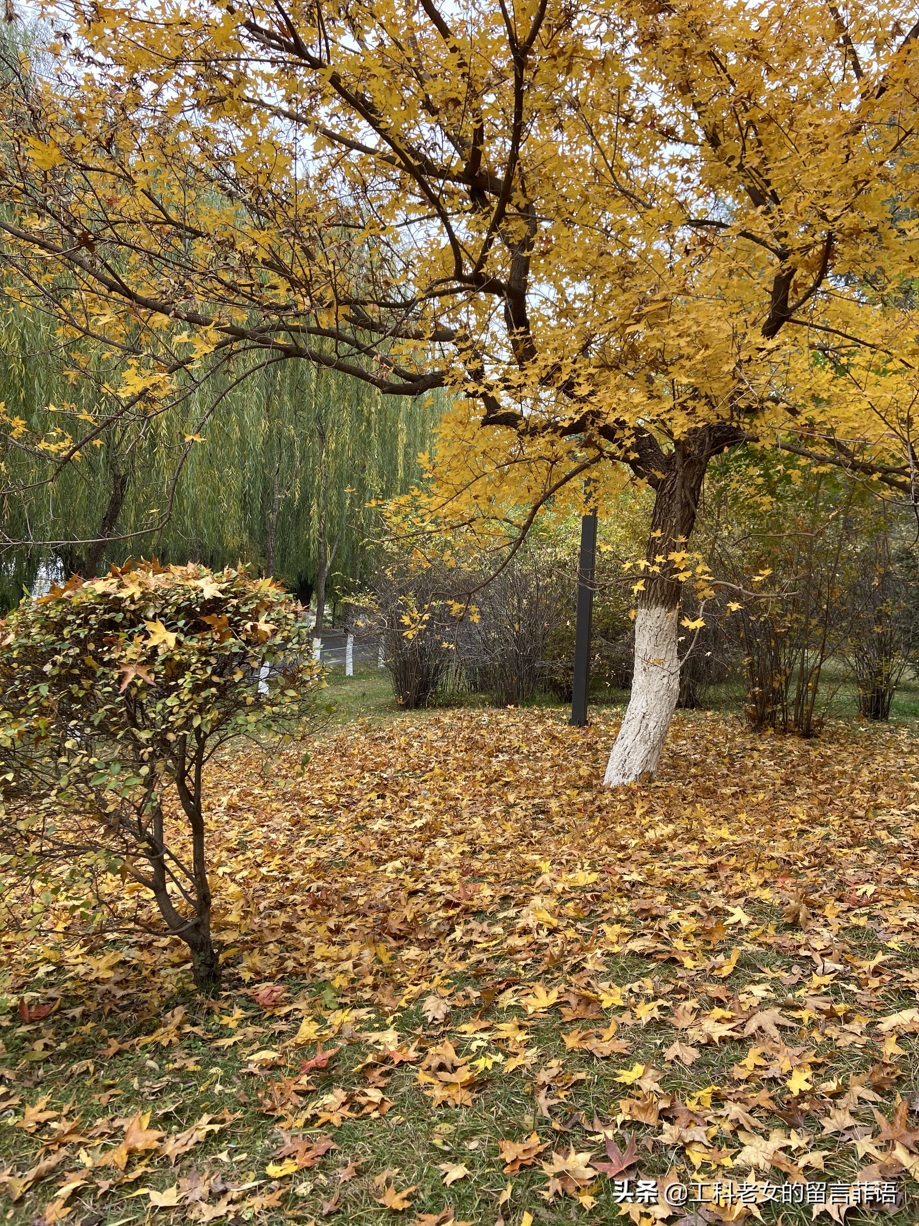 沈阳看秋叶好去处,沈阳秋叶