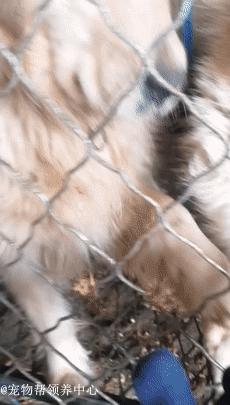 藏獒救主人感人瞬间,救助站救了一只被关多年的藏獒