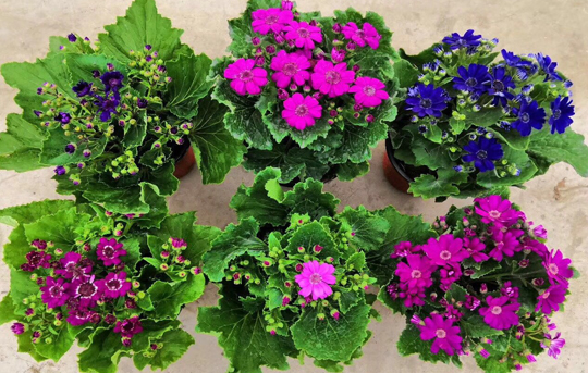 瓜叶菊花的养护方法,瓜叶菊开完花如何养护