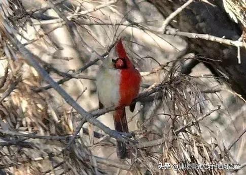 这60种罕见动物你见过几个,60种灭绝的动物