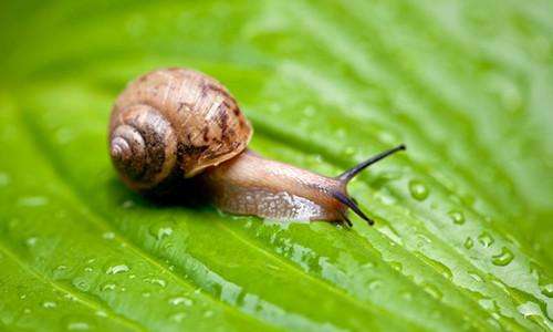 蔬菜上蓝色农药残留是啥,青菜叶上有蓝色东西是农药残留吗