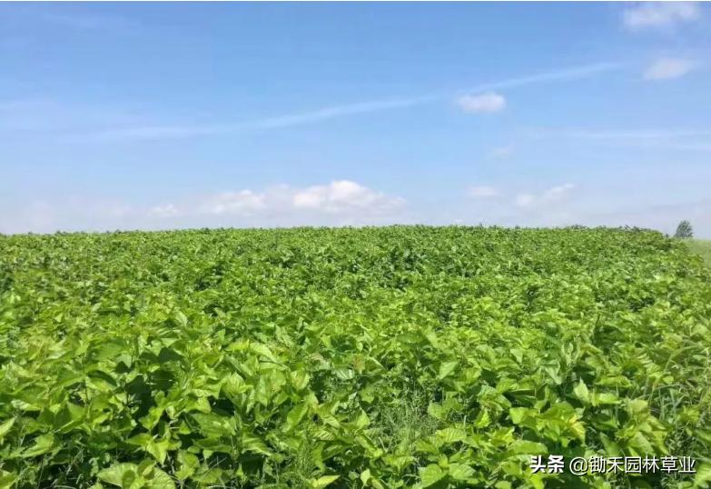 适合盐碱地的植物有哪些,绿化草耐旱品种