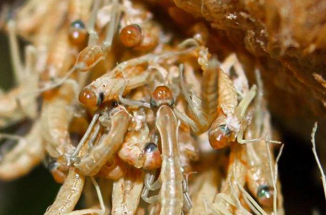 昆虫界美丽又残酷的天生杀手,昆虫界最厉害的杀手是什么