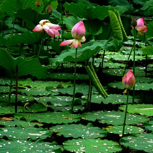 六月的荷花有多美,夏天的荷花最美