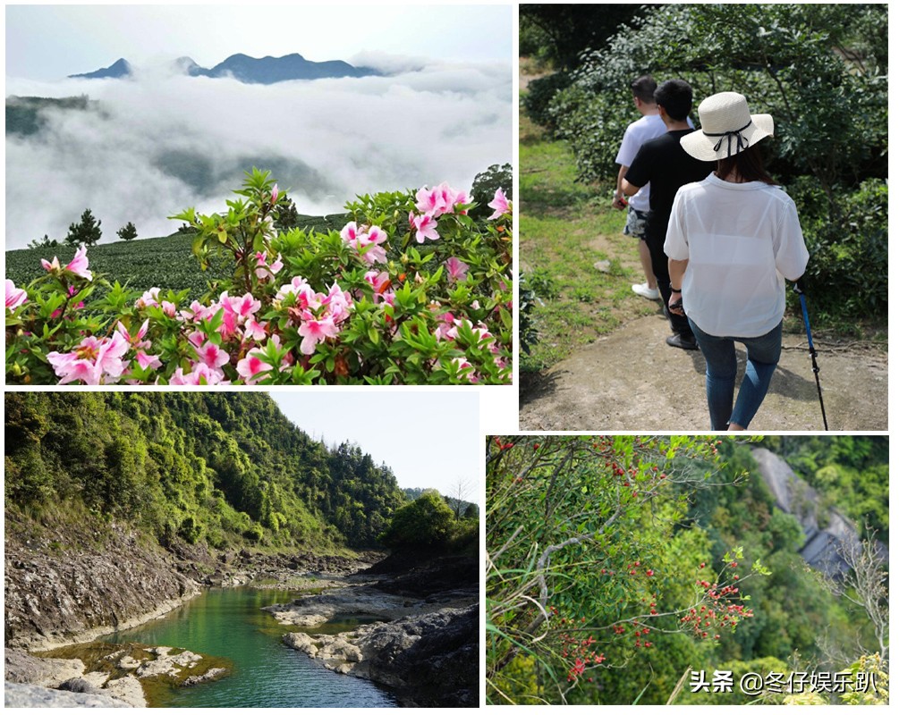 关于白茶的六大谣言,白茶过曝