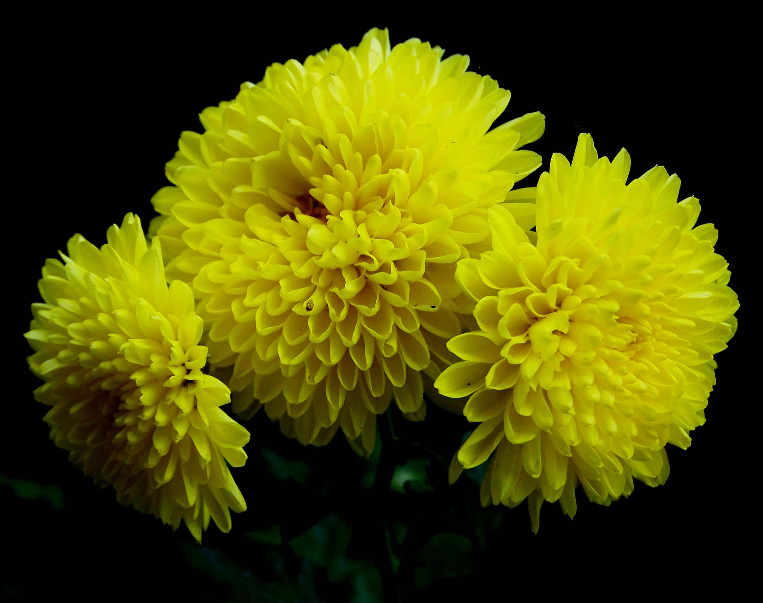 菊花常见病虫害及防治技术,什么菊花四季开花无病虫害