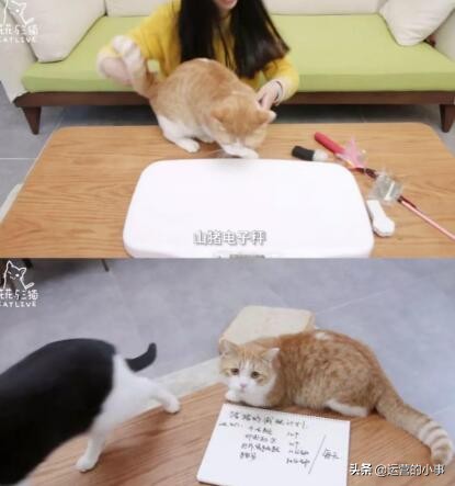 萌宠应该选什么标签,萌宠可以从哪个方面介绍