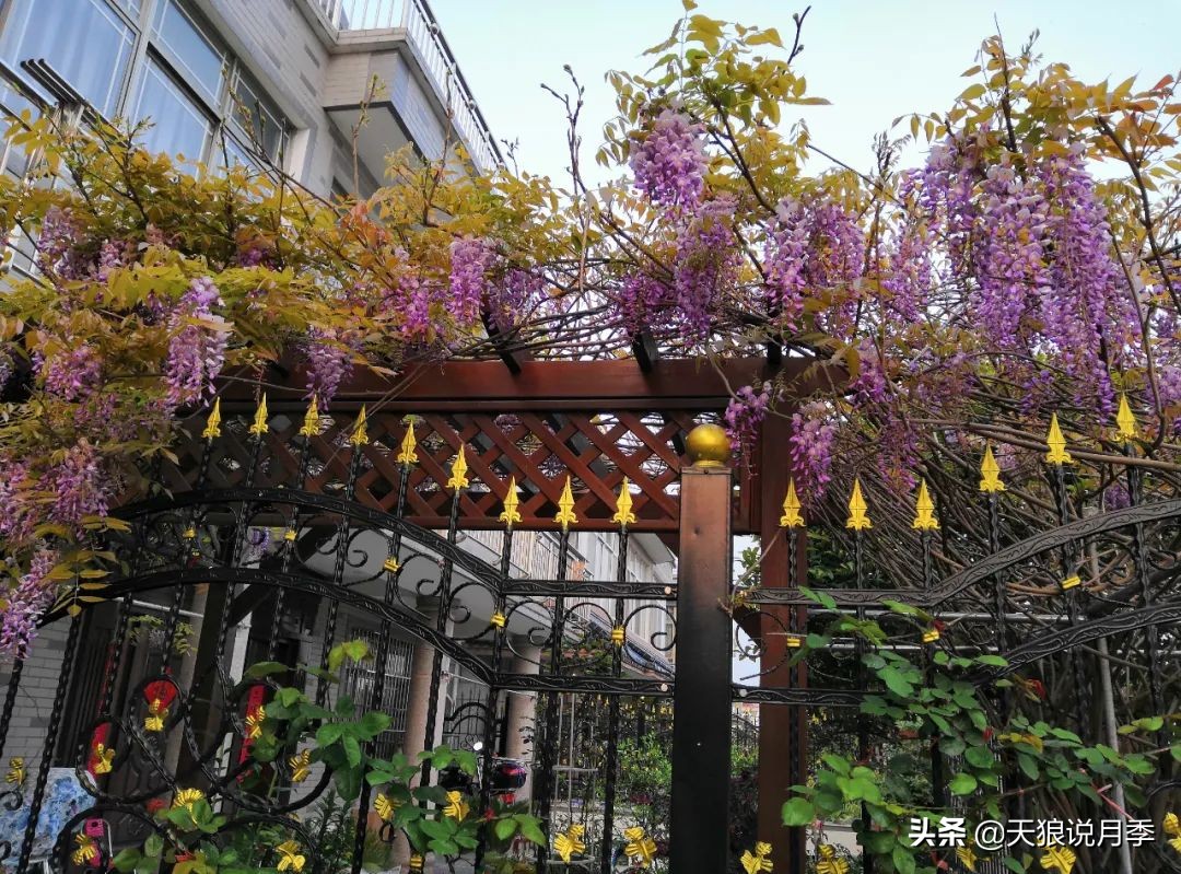 不用再羡慕别人家的院子,庭院养护全攻略