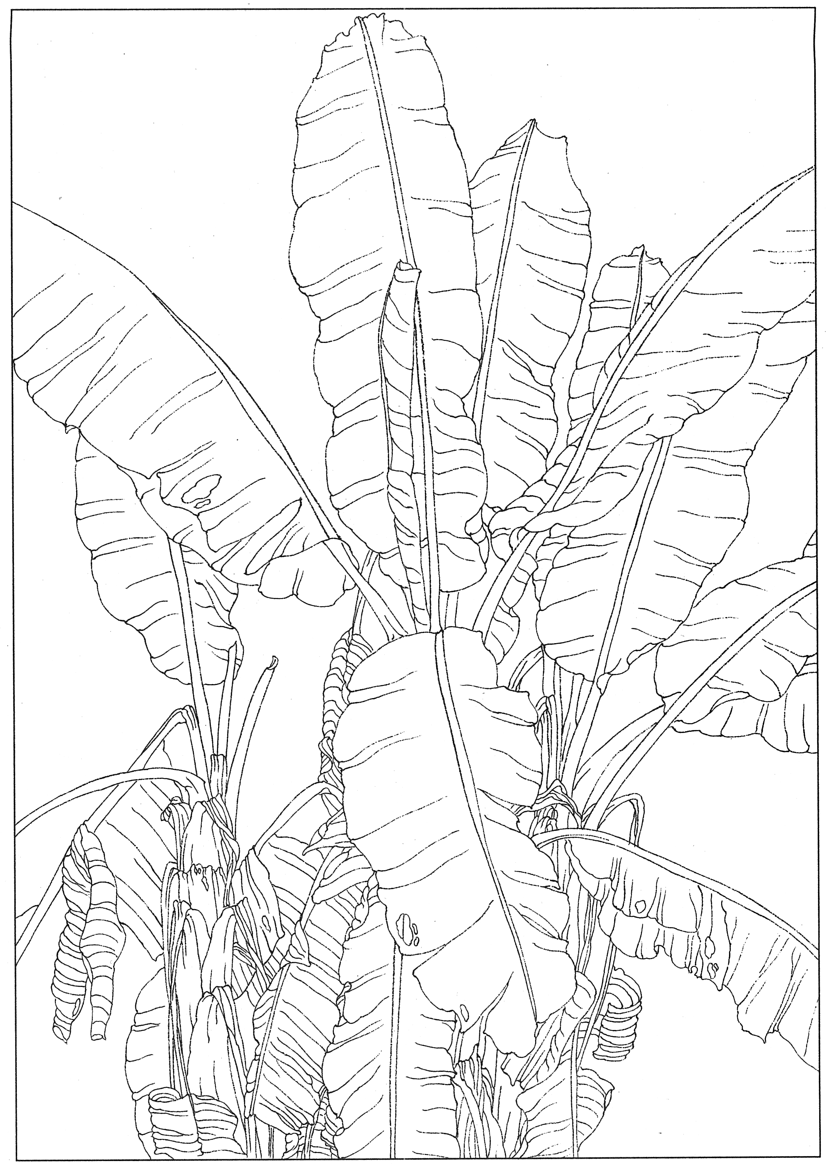 徐渭国画芭蕉作品,临摹徐渭墨梅芭蕉图