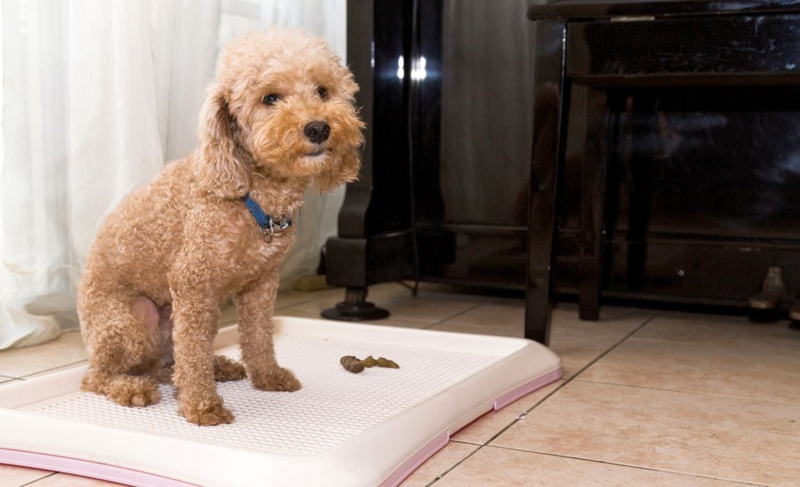 养狗必备的十大装备,新手养狗必买物件