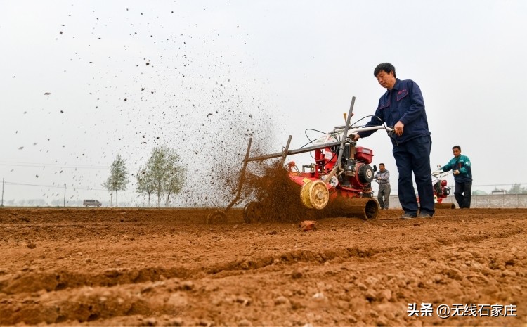 春耕生产忙播撒新希望,栾城生姜种植新政策