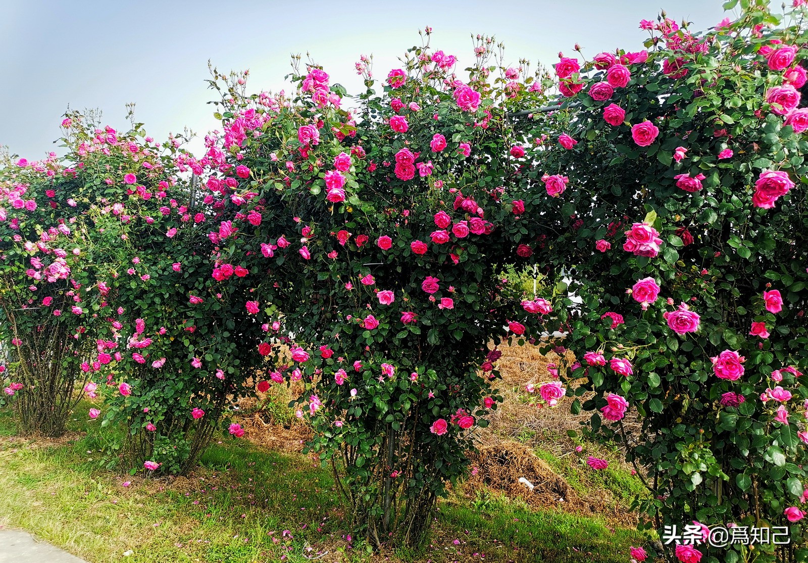 湖边矮花海怎么拍照好看,草原花海拍照怎么拍出高级感