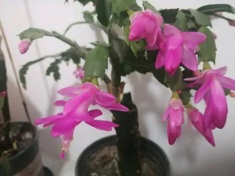 蟹爪兰20棵,有20株蟹爪兰适合多大的盆