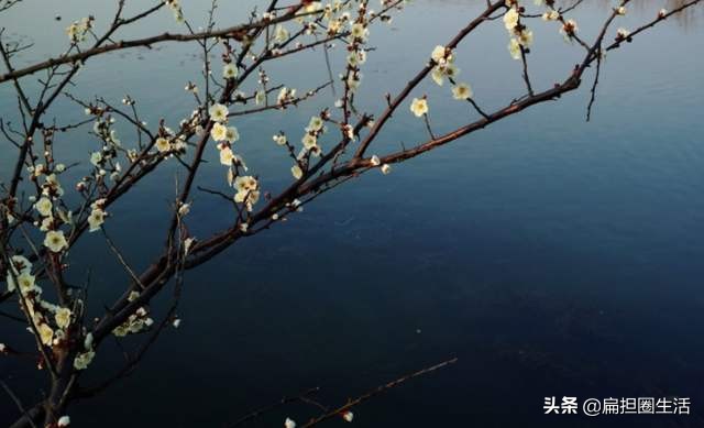 山园小梅疏影横斜水清浅,山园小梅疏影横斜水清浅手势舞