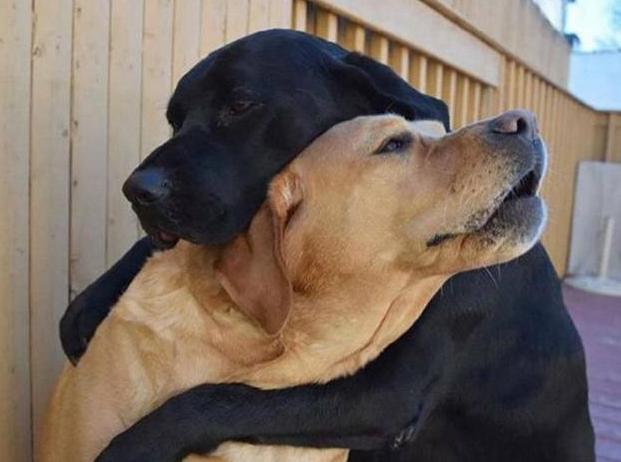 狗子在交配时为什么会被“锁”住，这到底是怎么回事？