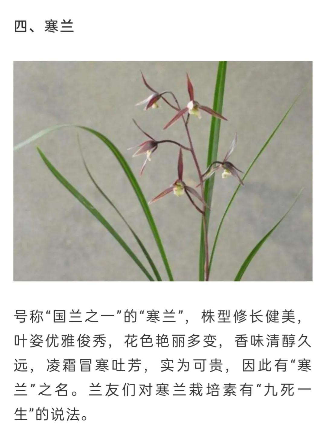 兰花品种大全简介,兰花种类讲解视频