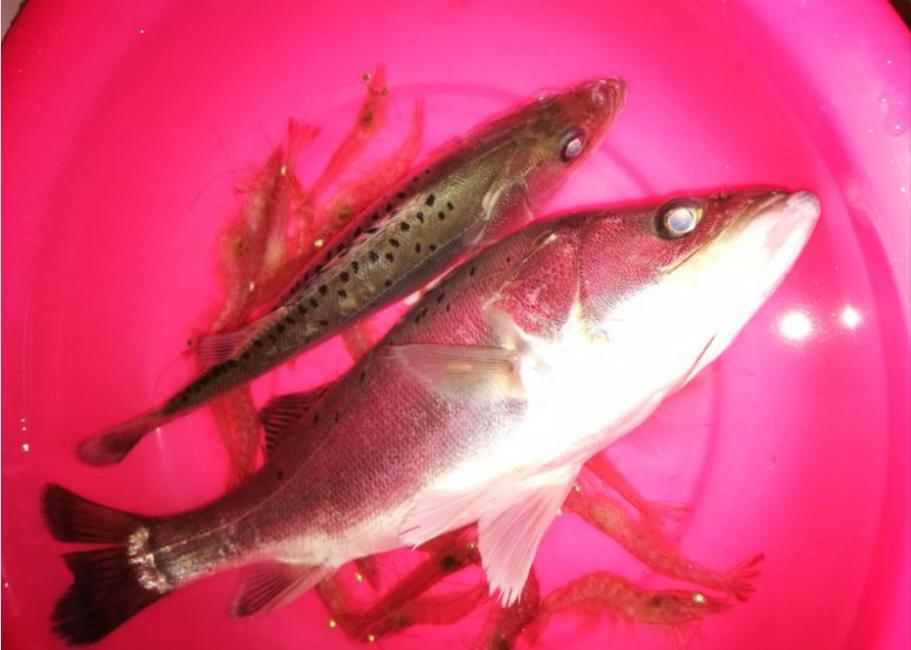 生吞巴西龟罗非鱼，大嘴鲈鱼或成生态救星，网友：大量引进