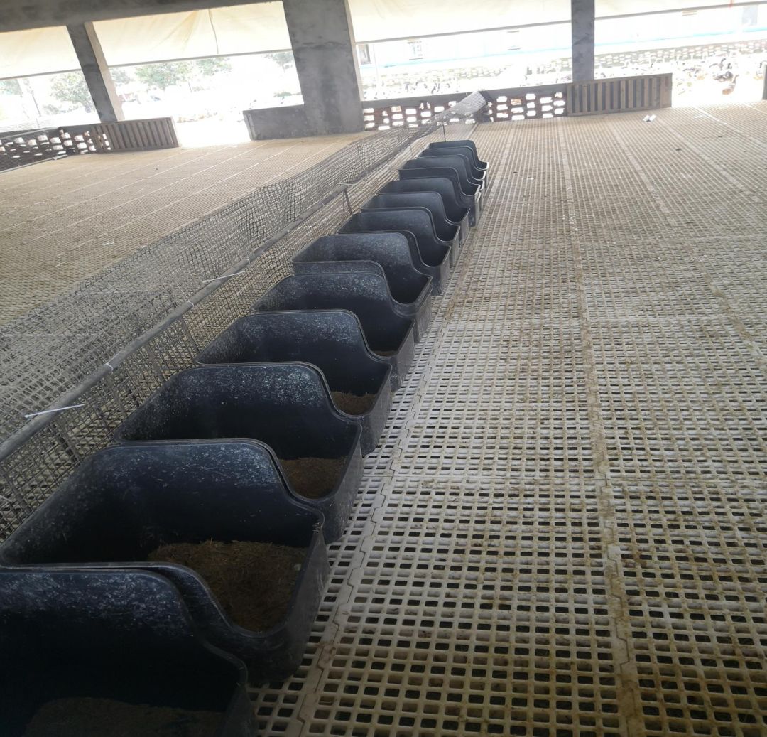 全国蛋鸭品种存栏,2024年蛋鸭存栏