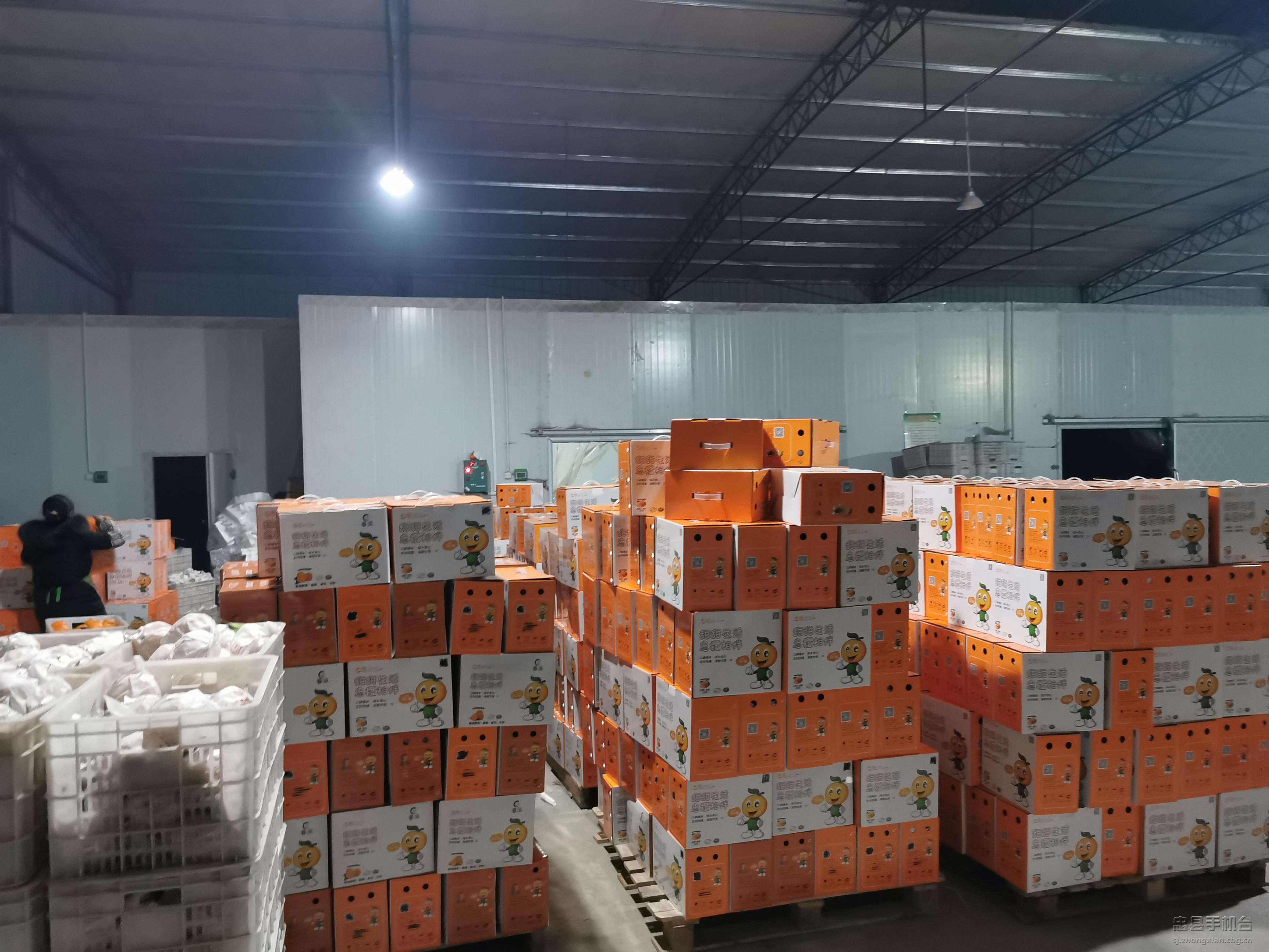 重庆忠县忠橙,忠县忠橙哪里买