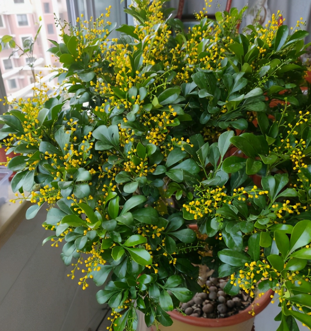 米兰花怎么养才能开得茂密,米兰花怎样养才会开得好