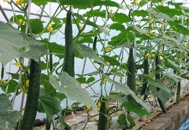 黄瓜长势弱怎么补救,黄瓜停滞生长的原因及如何化解