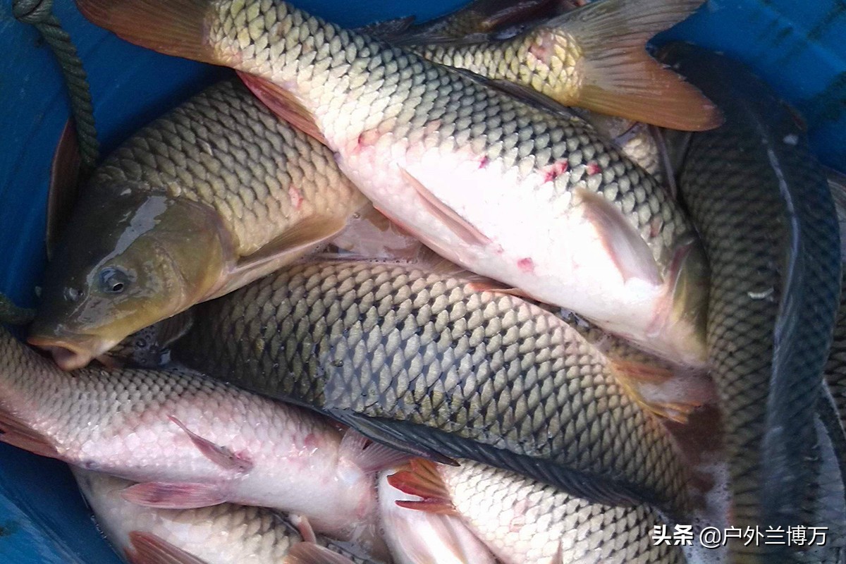 饵料反水加什么能解决,野钓饵料反水怎么办