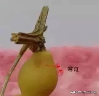 文玩变红最快的方法,文玩中长毛是什么