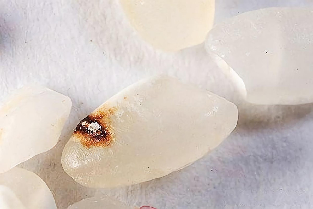 大米晒出虫子如何处理,大米晒过怎么去除黑色虫子