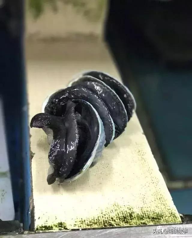 水煮贝壳类海鲜煮多久,海边海鲜用什么水煮好吃