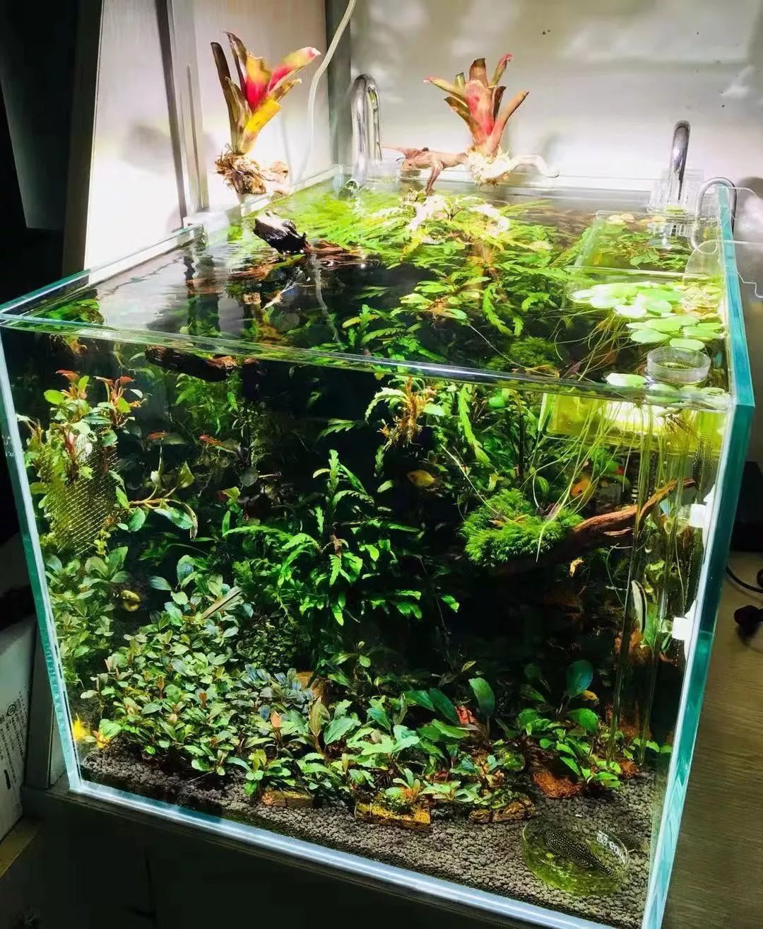 草缸洞穴造景怎么做,草缸自己动手布置